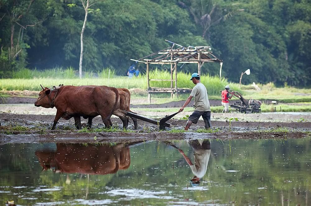 10 Alat Pertanian dalam Bahasa Jawa, Awas Jangan Salah Sebut