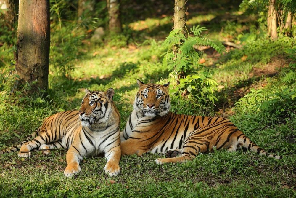 Taman Safari Prigen: Info Lokasi, Harga Tiket Terbaru