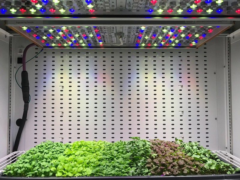 5 Langkah Bertanam Microgreens secara Indoor