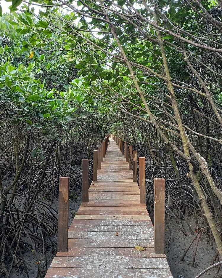 7 Hutan Mangrove di Banyuwangi, Wisata Sambil Belajar Konservasi Alam