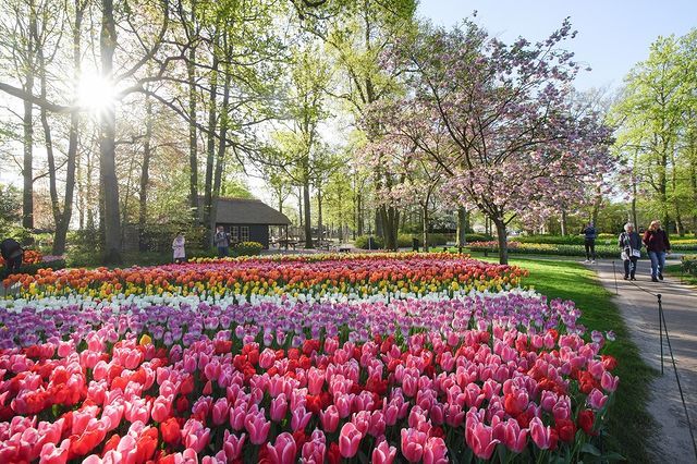 Festival Bunga Tulip Keukenhof Di Belanda