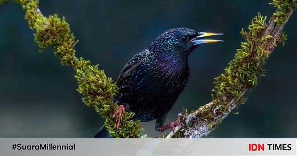5-fakta-unik-common-starling-spesies-jalak-yang-hidup-di-tiga-benua
