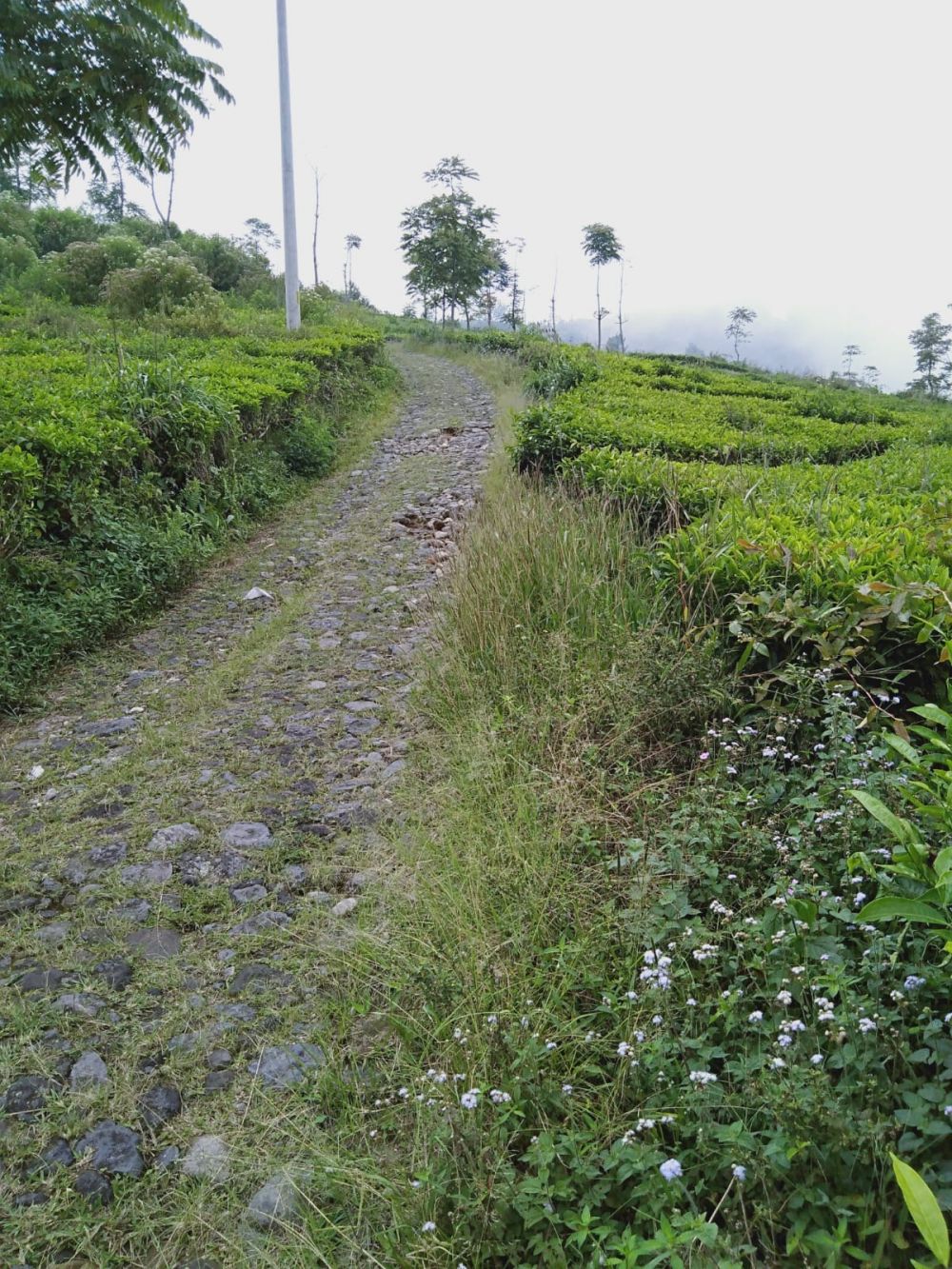 5 Keindahan Dusun Promasan di Lereng Gunung Ungaran, Spot Healing!