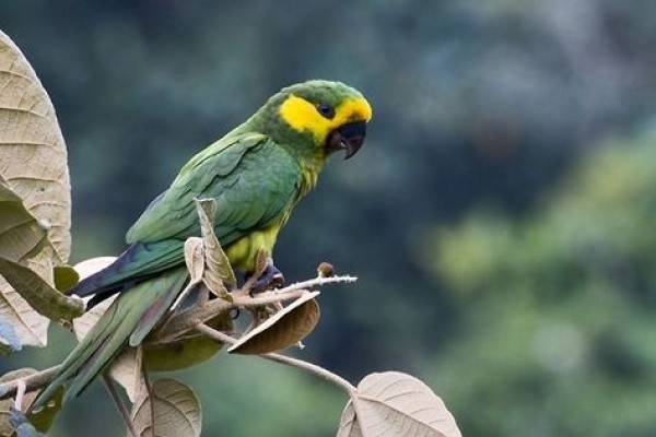 5 Spesies Burung Unik Yang Berhabitat Di Kolombia