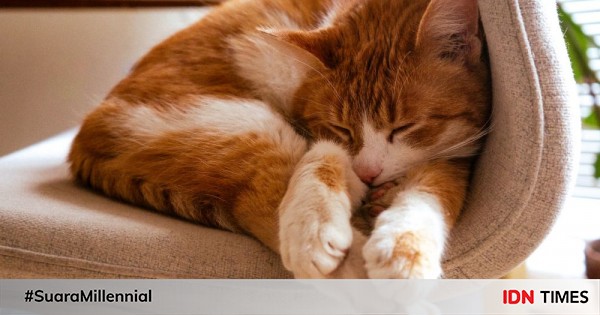 Kenapa Napas Kucing Berbunyi? Ini Penjelasan Lengkapnya