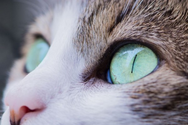 Kenapa Mata Kucing Belekan? Simak Penjelasan Lengkapnya di Sini