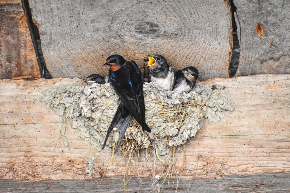 KPK Meminta Pemkab Paser Mendata Usaha Sarang Burung Walet 