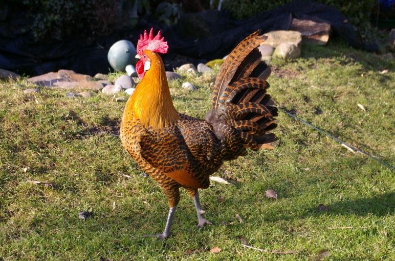 5 Spesies Ayam yang Populasinya Paling Sedikit, Ada yang Hampir Punah!