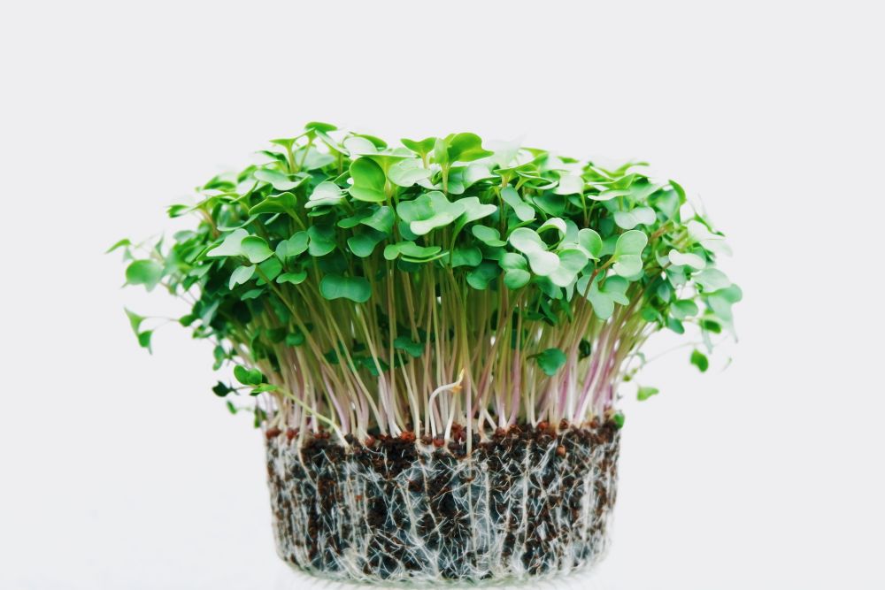 5 Langkah Bertanam Microgreens secara Indoor