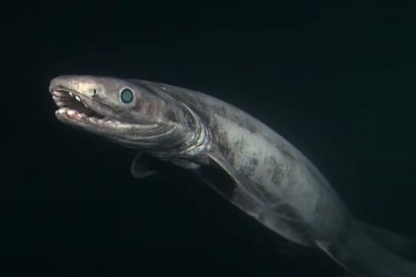 7 Fakta Superlatif Ikan Hiu, Ada yang Terkecil hingga Teraneh di Dunia