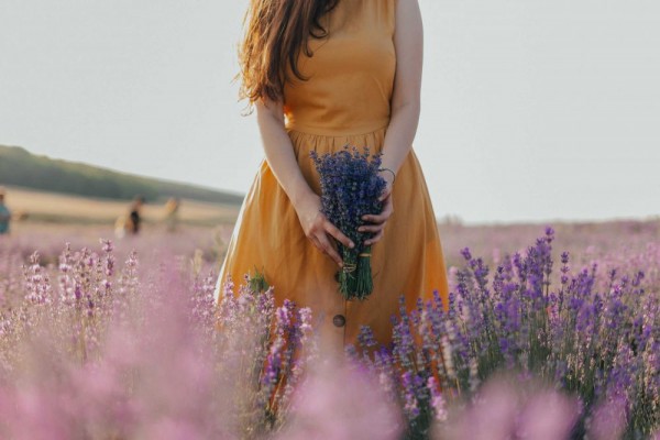 7 Cara Menanam Lavender dari Semai Sampai Berbunga