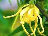 Arti Mimpi Bunga, Tafsirnya Menurut Primbon Jawa