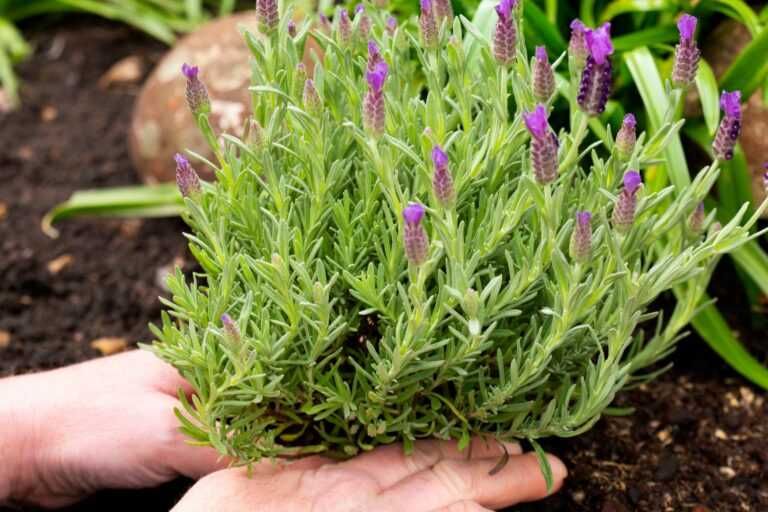 7 Cara Menanam Lavender dari Semai Sampai Berbunga