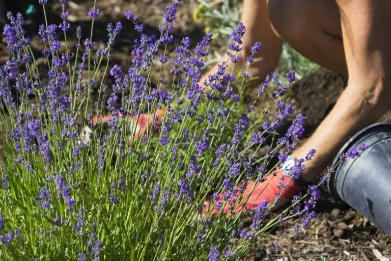7 Cara Menanam Lavender dari Semai Sampai Berbunga