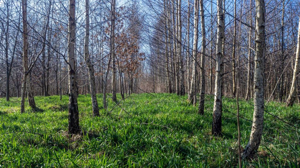 1.200 Hektare Kebun Karet di Tabalong Terserang Penyakit Gugur Daun 