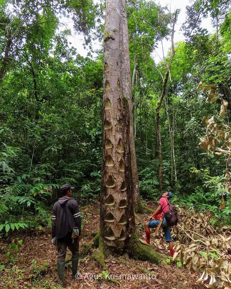 Hutan di Lampung Rusak 30 Persen, Perbaikan Butuh Puluhan Tahun