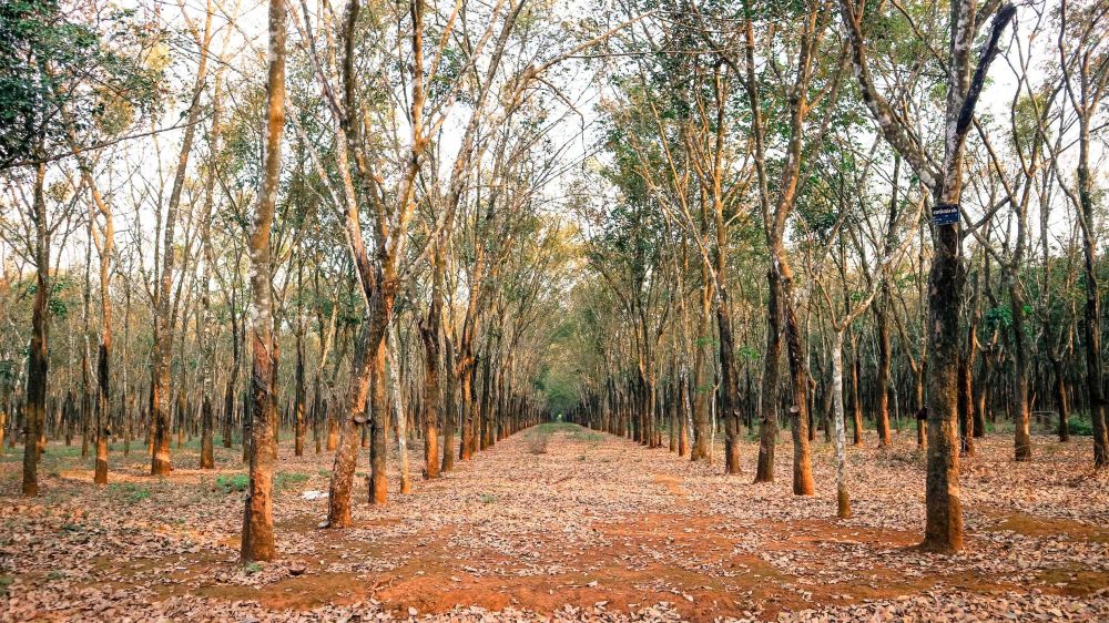 1.200 hektare perkebunan karet di Tabalong terdampak guguran daun 