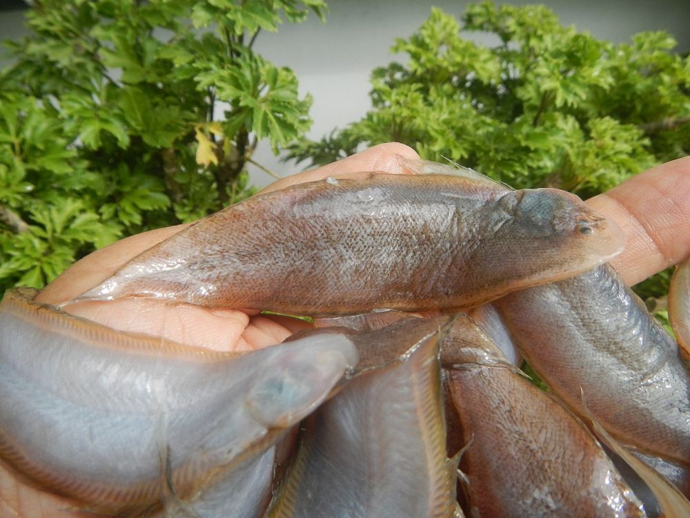 5 Fakta Ikan Lidah, Kaya Nutrisi tapi Tinggi Risiko Kontaminasi