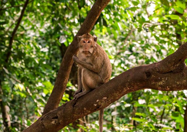 5 Wisata Hutan Kera di Indonesia, Surganya Pencinta Hewan!
