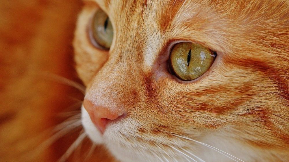 5 Fakta Unik Tentang Kucing Peliharaan di Rumah
