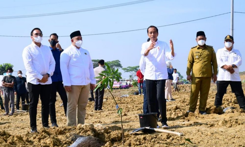 Ekspor Mangga Masih Kurang, Jokowi Minta Food Estate Diperluas