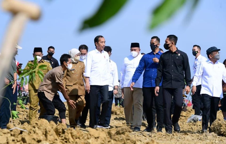 Ekspor Mangga Masih Kurang, Jokowi Minta Food Estate Diperluas