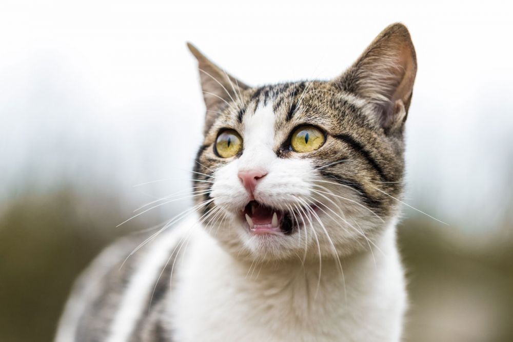 5 Keunikan Kucing, Tebak Berapa Kali Dia Bernapas per Menit?