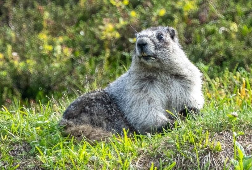 5 Fakta Unik Hoary Marmot, Mamalia Lucu dari Amerika Utara
