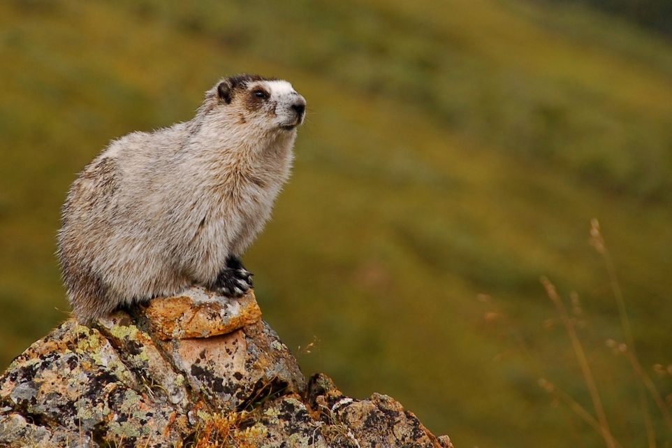 5 Fakta Unik Hoary Marmot, Mamalia Lucu dari Amerika Utara