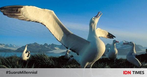 9 Fakta Menakjubkan Albatros Kelana