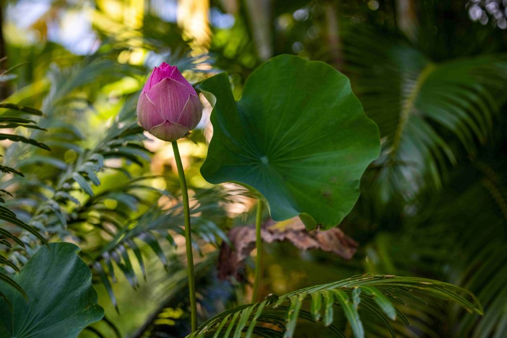 5 Cara Menanam Bunga Lotus, Tumbuhan Air yang Batangnya Tinggi
