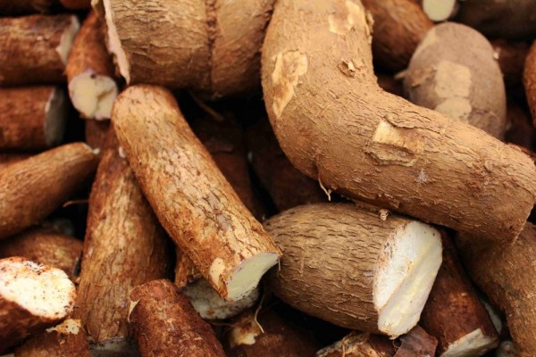 5 Cara Menanam Singkong, Umbi-umbian Penambah Energi