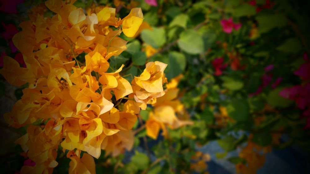 5 Cara Menanam Bugenvil, Setek Batang hingga Bunga Bermekaran