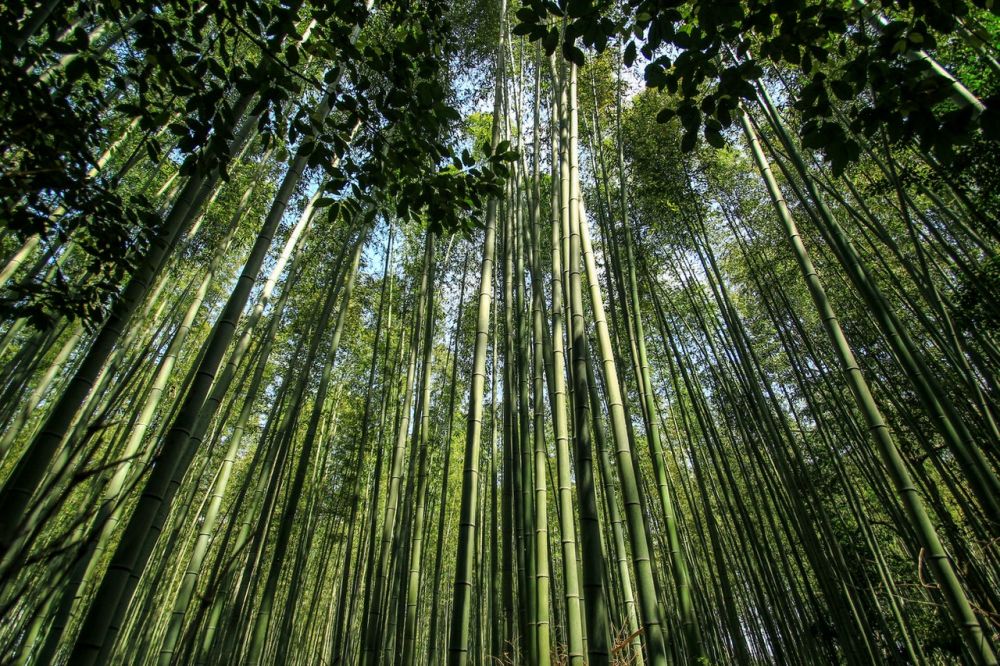 5 Filosofi Bisa Dipetik dari Pohon Bambu, Layak Diresapi!