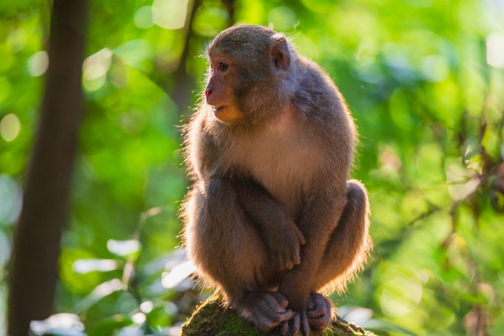 Pemkab Tangerang Minta Pengelola Taman Solear Antisipasi Cacar Monyet