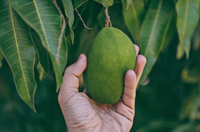 Auto Merem Melek, Resep Salad Mangga Thailand yang Menyegarkan
