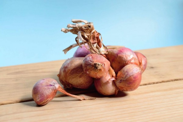 5 Tips Menanam Bawang Merah dalam Polybag di Rumah