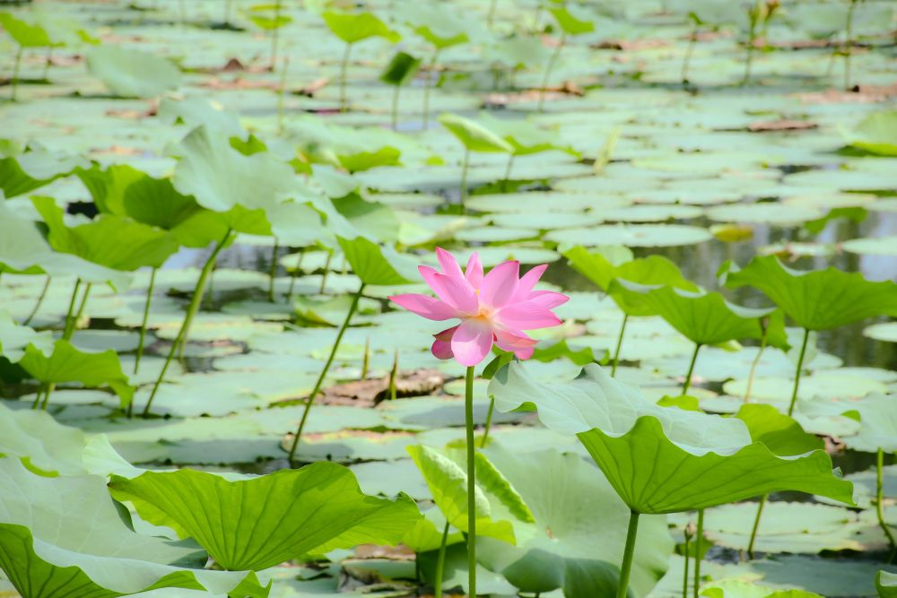 5 Cara Menanam Bunga Lotus, Tumbuhan Air yang Batangnya Tinggi