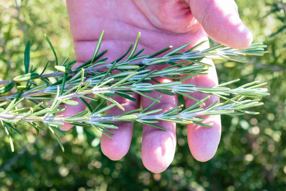 5 Cara Menanam Rosemary, Tumbuhan Herbal Beraroma Harum