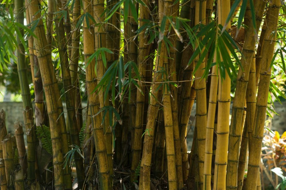 5 Filosofi Bisa Dipetik dari Pohon Bambu, Layak Diresapi!