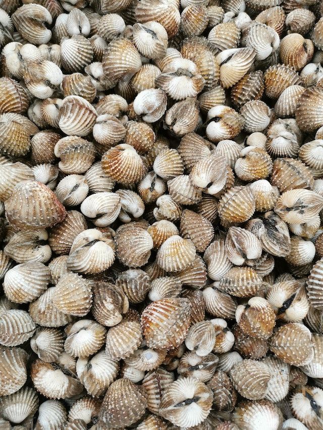 Resep Kerang Dara Kuah Kuning, Gurihnya Menggoda Selera
