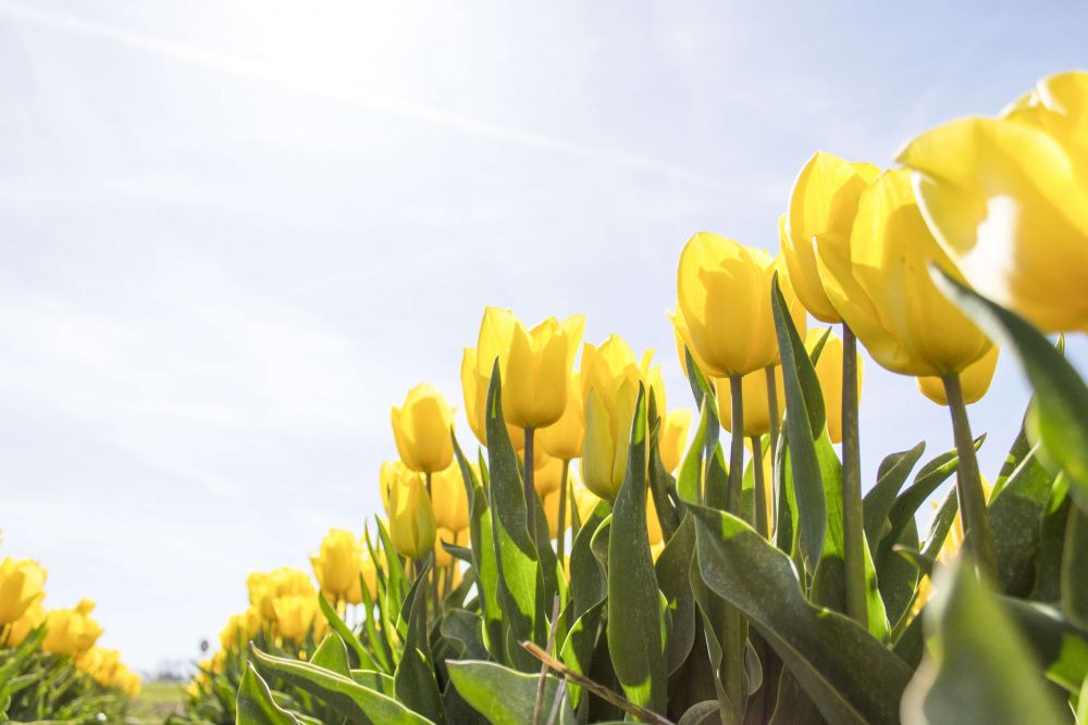 5 Cara Menanam Bunga Tulip dari Biji Hingga Berkembang