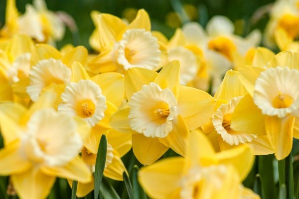10 Fakta Bunga Dafodil, Bunga Bulan Maret!