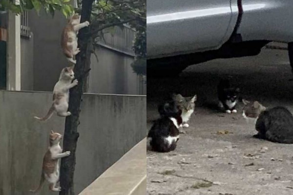 11 Potret Kucing saat Melakukan Kegiatan secara Berkelompok, Kompak!