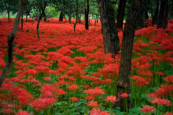 Cantik Tapi Ngeri, 10 Bunga Paling Beracun di Dunia