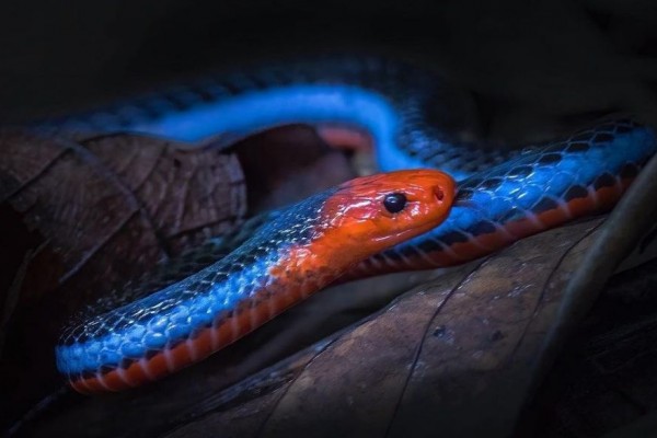 Ngeri namun Menawan, 10 Spesies Ular Paling Cantik di Dunia