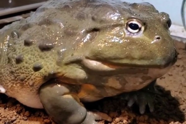 5 Fakta Katak Lembu, Amfibi Gembul yang Dikonsumsi Sebagian Orang