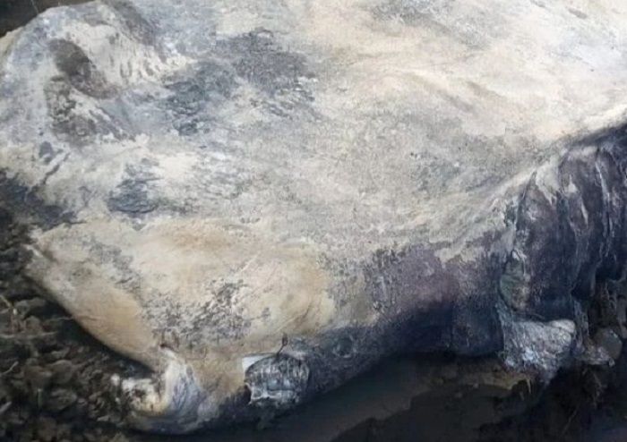 Hiu Tutul Terdampar di Pantai Banyuwangi, Sebulan Tiga Kejadian