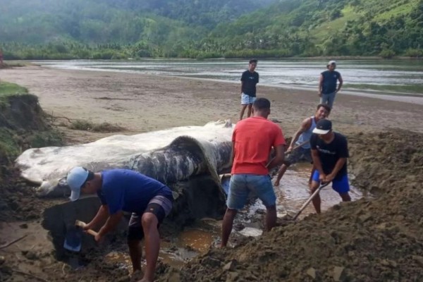 Hiu Tutul Terdampar di Pantai Banyuwangi, Sebulan Tiga Kejadian