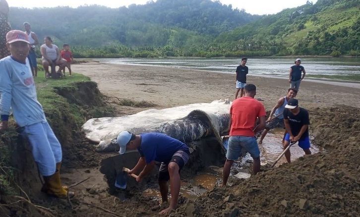 Hiu Tutul Terdampar di Pantai Banyuwangi, Sebulan Tiga Kejadian